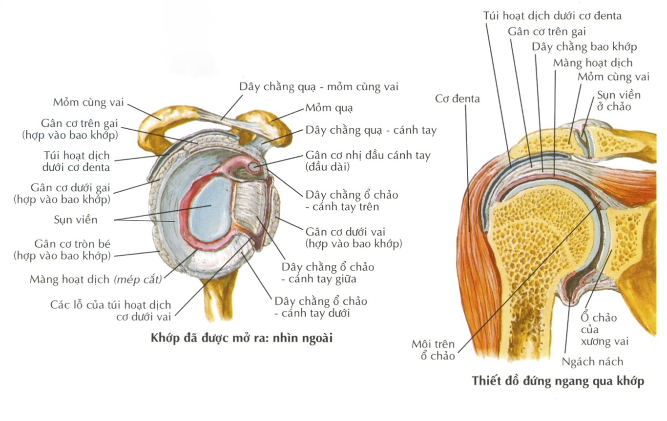 5 loại chấn thương khớp vai