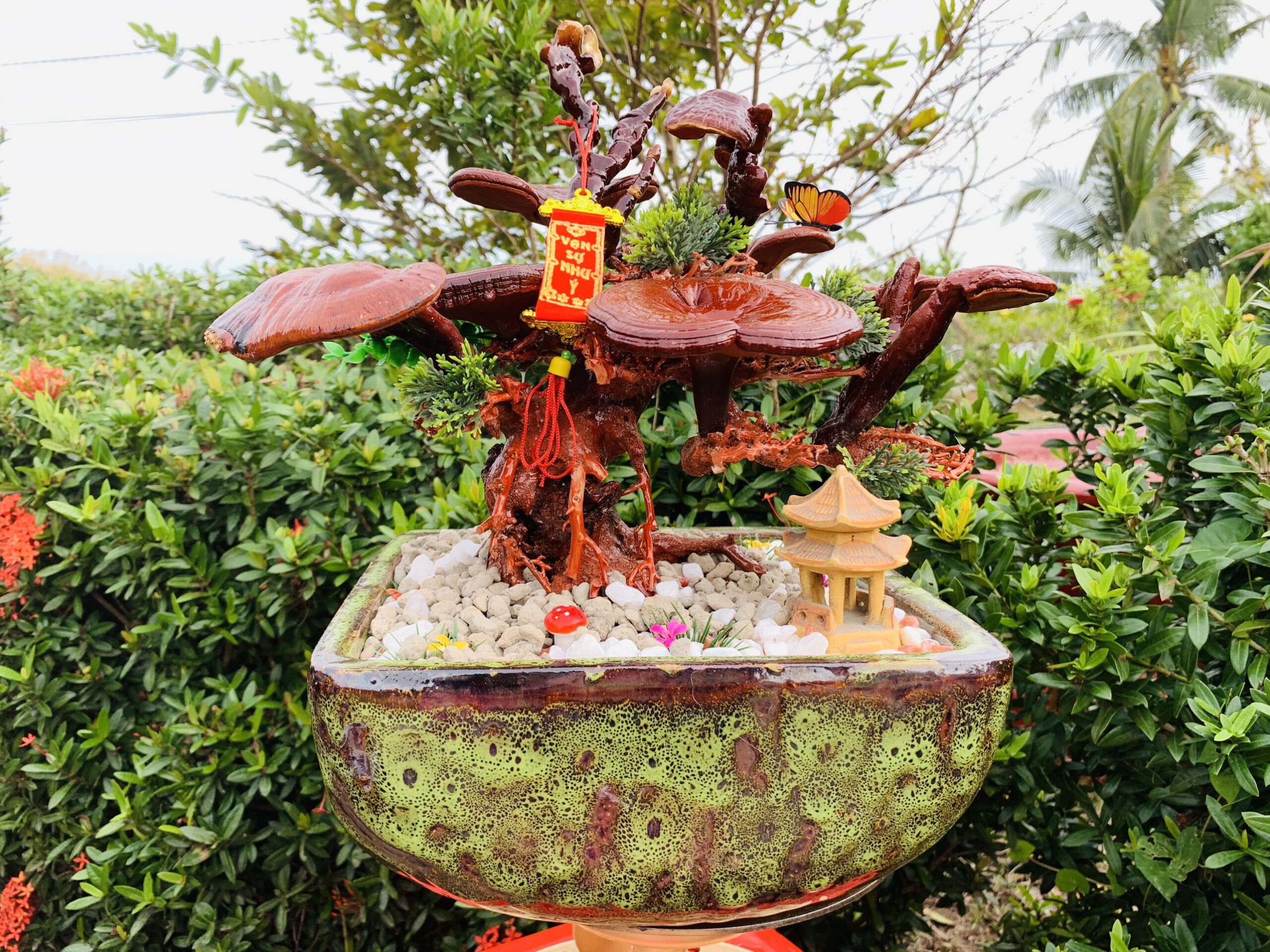 Bonsai nấm linh chi của cô Nấm Cà Mau