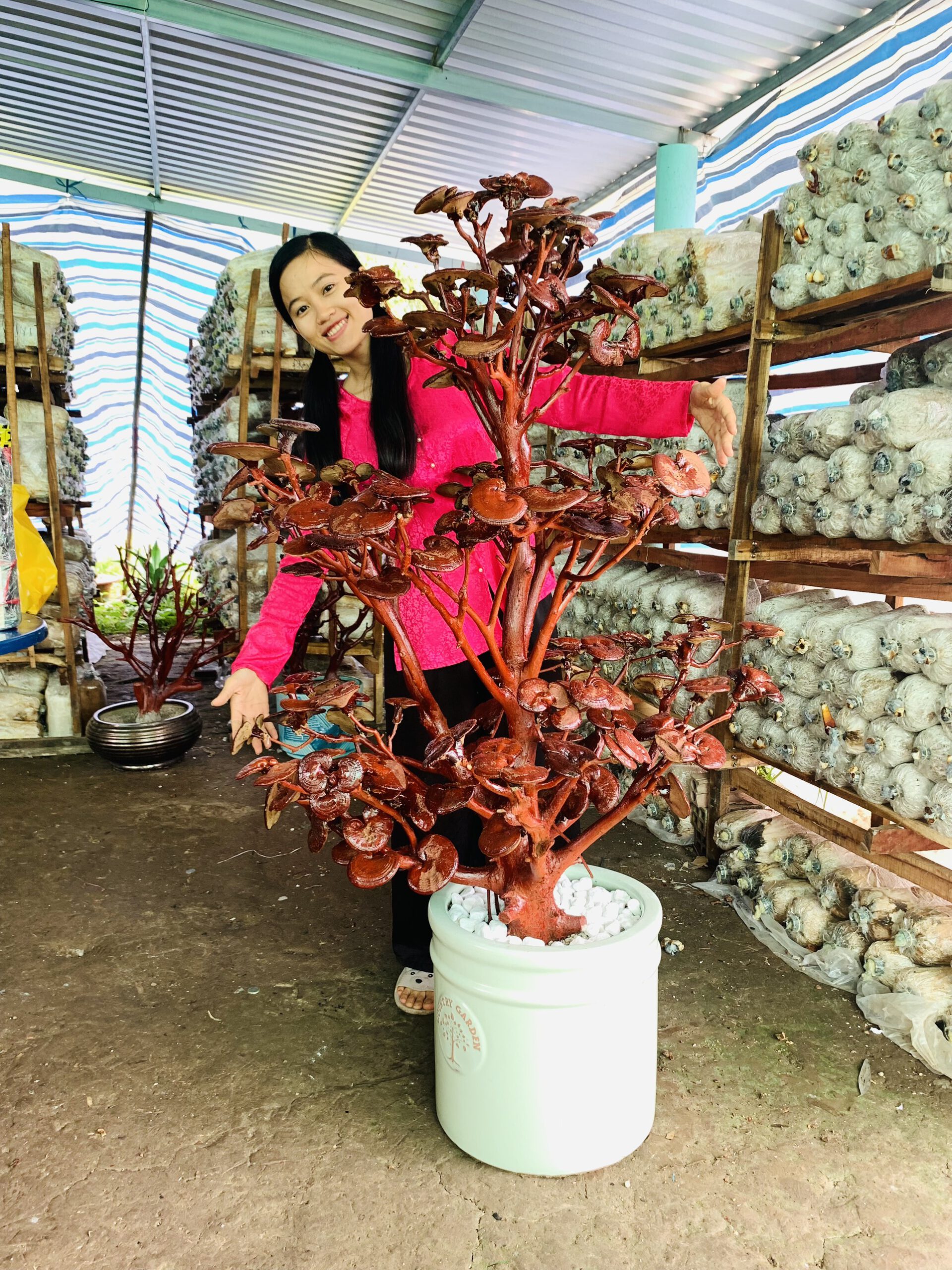 Bonsai nấm linh chi của cô Nấm Cà Mau